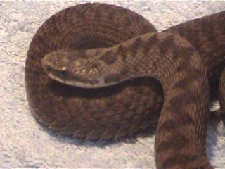 Redish female European Adder(Vipera berus)-2004(10).jpg [15 Kb]